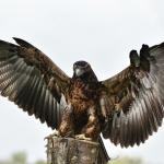 Millets Falconry Centre avatar