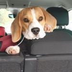 Munlochy Animal Aid Online fundraising - a Charities crowdfunding project in Strathpeffer by Yvonne Maclean Munlochy Animal Aid Online fundraising - a Charities crowdfunding project in Strathpeffer by Yvonne Maclean
