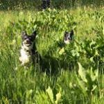 Munlochy Animal Aid Online fundraising - a Charities crowdfunding project in Strathpeffer by Yvonne Maclean Munlochy Animal Aid Online fundraising - a Charities crowdfunding project in Strathpeffer by Yvonne Maclean