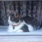 Wendy Chernabrow avatar